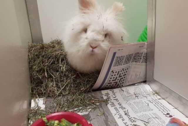 ​Floofatron is a very fluffy bunny with a very sweet-natured who loves having his long hair brushed and groomed.