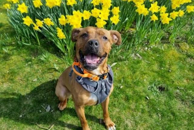 ​Kiara is a sweet dogue de Bordeaux currently being cared for by the Aberdeenshire centre.