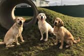 Volunteer fosterers will look after the trainee dogs during evenings and at weekends.