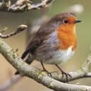 The RSPB is asking people to take an hour over the weekend to bird spot.