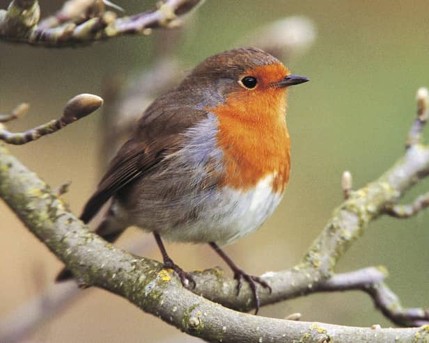 The RSPB is asking people to take an hour over the weekend to bird spot.