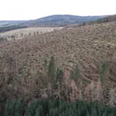 Aerial surveys have helped FLS to formulate its felling and recovery operation.