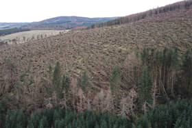 Aerial surveys have helped FLS to formulate its felling and recovery operation.