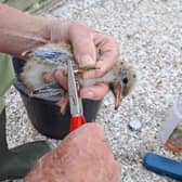 ​Most of the chicks were ringed by members of the Tay Ringing Group to help monitor the tern population.