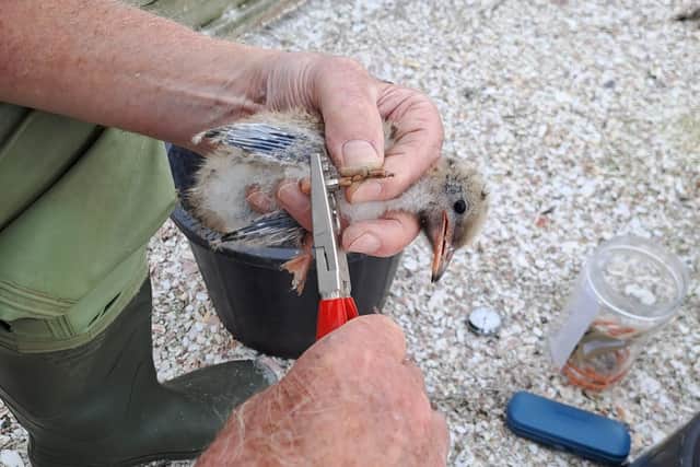 Most of the chicks were ringed by members of the Tay Ringing Group to help monitor the tern population.