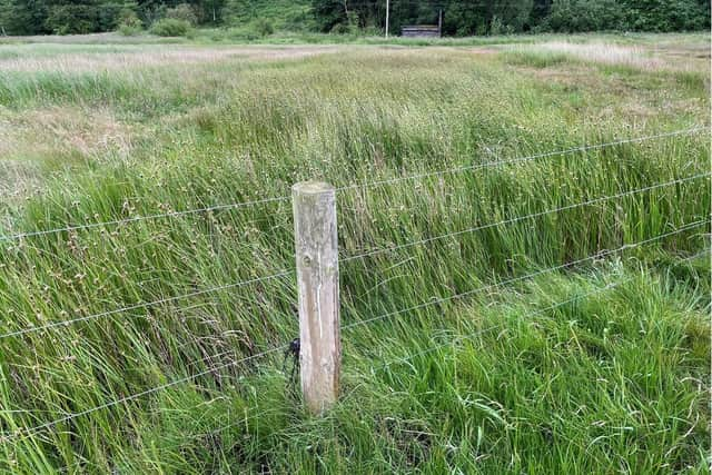 ​The saltmarsh had become overgrown and choked with reeds.