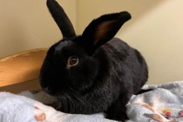 Since 2020, the Scottish SPCA has taken in 1816 rabbits.