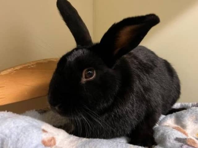 ​Since 2020, the Scottish SPCA has taken in 1816 rabbits.