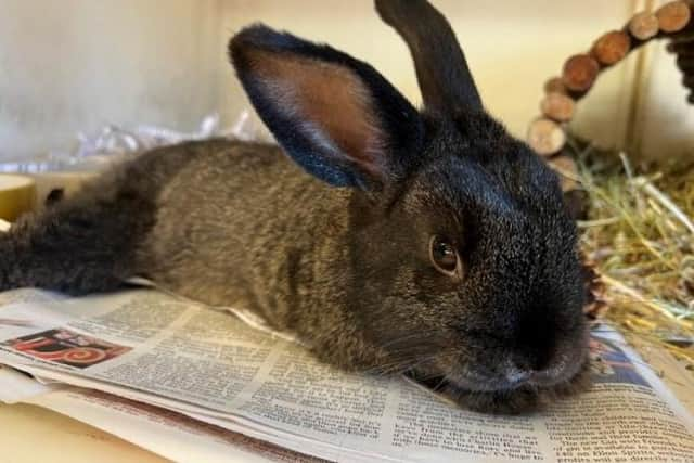 Fester the rabbit is inquisitive and will need a set-up big enough for him to indulge his curiosity.