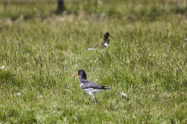 Adult oyster catchers. (Photo: Ed Smith)