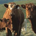 The Year of Beef will look at the place of beef production in Scottish agriculture.