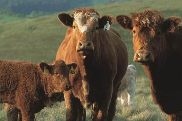 The Year of Beef will look at the place of beef production in Scottish agriculture.