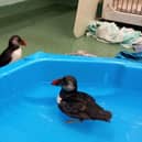 The puffins were cared for at the charity's National Wildlife Rescue Centre before their release near Elie.