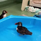 The puffins were cared for at the charity's National Wildlife Rescue Centre before their release near Elie.