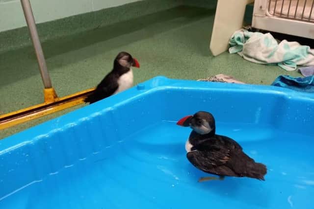 The puffins were cared for at the charity's National Wildlife Rescue Centre before their release near Elie.