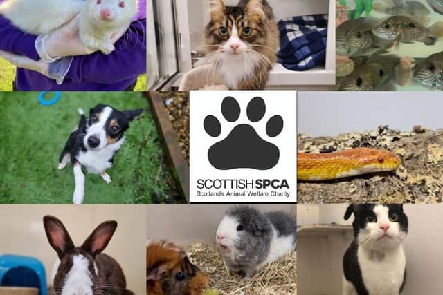 There are a host of animals seeking their forever homes. Contact the SSPCA for more information.