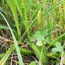 The Small Adder's-tongue fern has been found at St Cyrus for the first time.