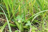 The Small Adder's-tongue fern has been found at St Cyrus for the first time.