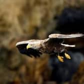 ​Eagles may have been particularly affected by bird flu.