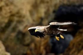 ​Eagles may have been particularly affected by bird flu.