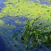 Blooms of blue-green algae start to appear at this time of year.