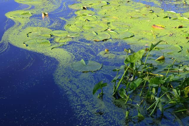 Blooms of blue-green algae start to appear at this time of year.