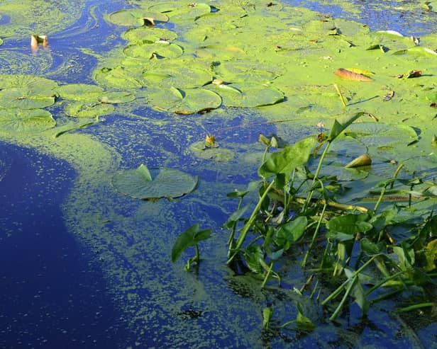 Blooms of blue-green algae start to appear at this time of year.