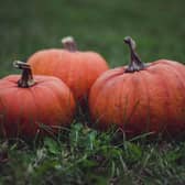 Have you considered recycling your pumpkin? Animal News Agency
