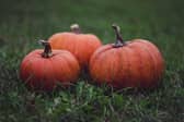 Have you considered recycling your pumpkin? Animal News Agency