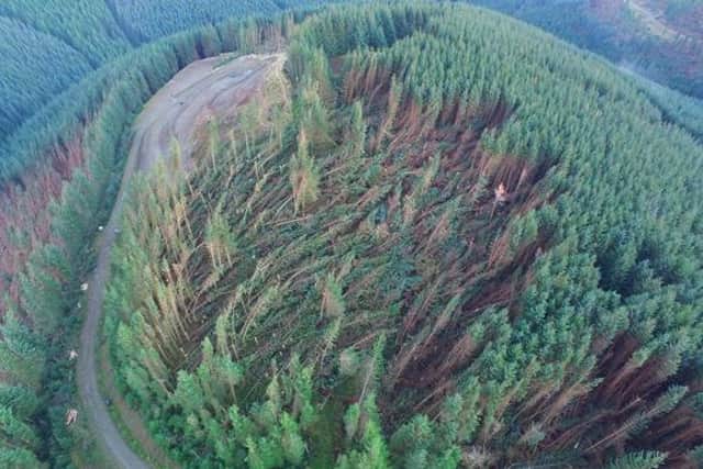 Forest Research’s revised estimate suggests that 16 million trees were felled or damaged by the storms.