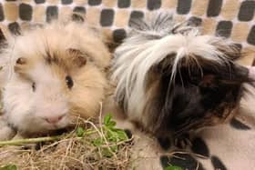​Salt and Pepper are currently in the care of the Angus rehoming centre, which is also seeking some Christmas support.