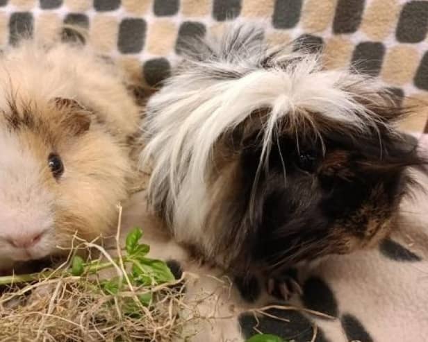 ​Salt and Pepper are currently in the care of the Angus rehoming centre, which is also seeking some Christmas support.