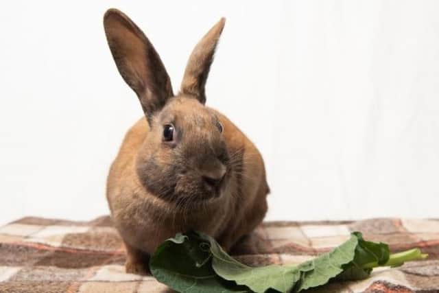 ​Lara is a fun-loving and curious rabbit who loves to have plenty of space to explore.