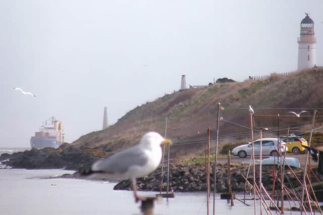A seagull keeps a watchful eye over the Ferryden shoreline.