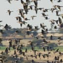 This year, the number of pink-footed geese spotted at Montrose Basin peaked in October at 72,350.
