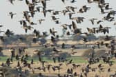 This year, the number of pink-footed geese spotted at Montrose Basin peaked in October at 72,350.