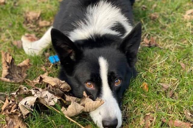 Daniel is looking for his forever home - could it be yours?