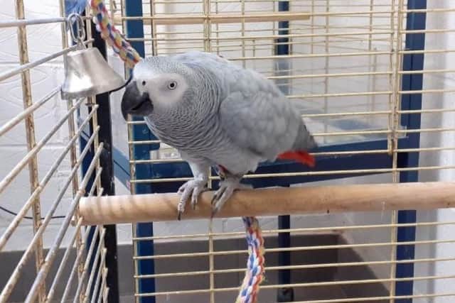 ​A beautiful African grey parrot, Harlow will need an experienced owner who can keep her happy and occupied.