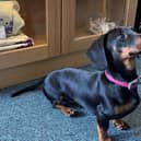 ​Olive the Miniature Dachshund visited recently with her owner Eilidh Macleod, who gave the move the thumbs up.