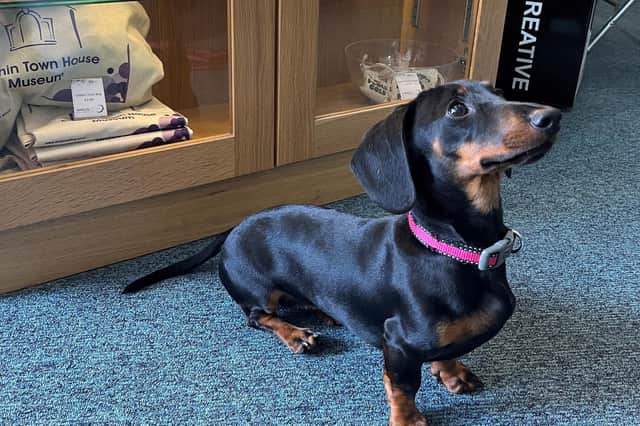 ​Olive the Miniature Dachshund visited recently with her owner Eilidh Macleod, who gave the move the thumbs up.