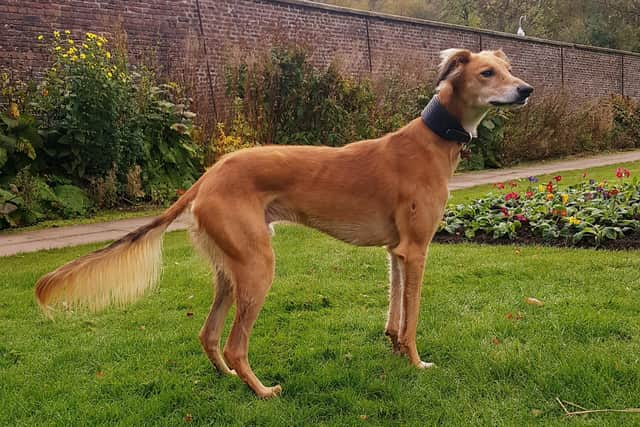 After months of care, Red was ready to be rehomed with one of the charity’s veterinary care assistants.