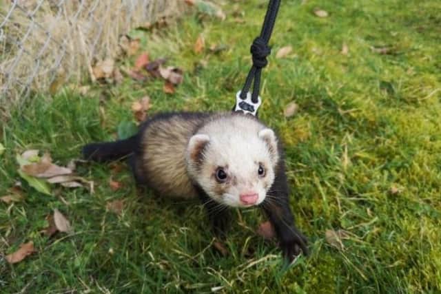 John ​is a friendly, well-handled ferret full of mischief who will need a large enclosure full of enrichment activities.