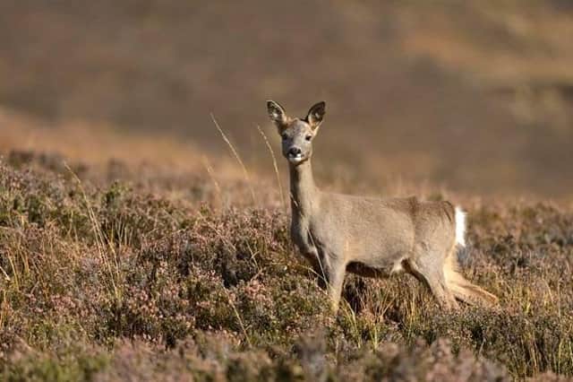 ​May and June are the peak times for young roe deer to seek new territories of their own, increasing the risk of collisions on Scotland’s roads.