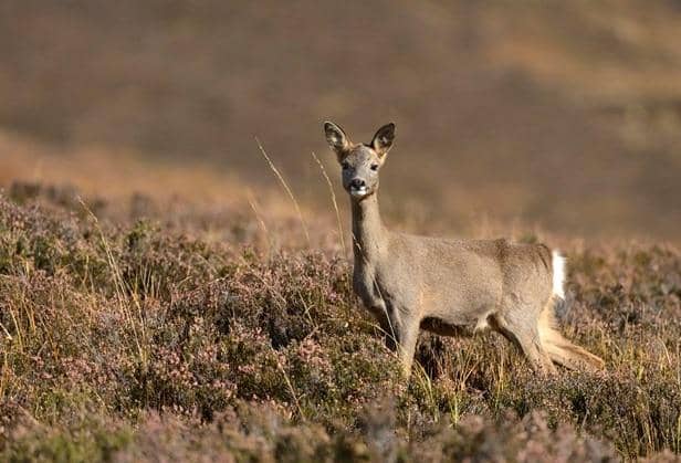 ​May and June are the peak times for young roe deer to seek new territories of their own, increasing the risk of collisions on Scotland’s roads.