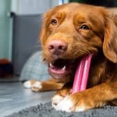 Pet expert shares top tips to save your home from destructive dogs