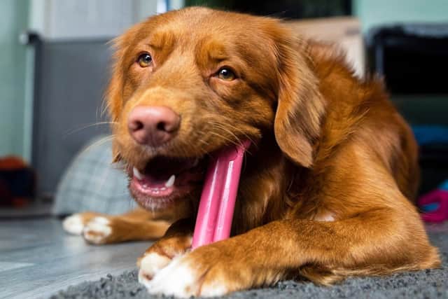 Pet expert shares top tips to save your home from destructive dogs