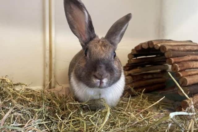 Pixie ​is independent, prefers not to be handled and would benefit from an experienced rabbit owner.