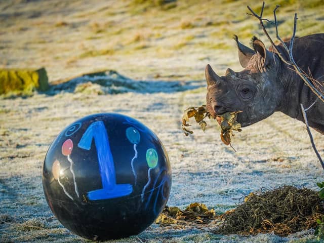 Extremely rare baby rhino celebrates 1st birthday in adorable video