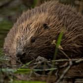 The strategy highlights the need for continuing research and monitoring of the beaver population and its effects to inform and improve management.
