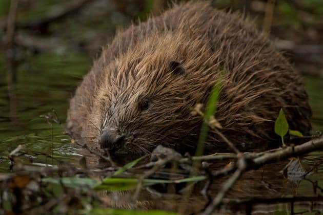 The strategy highlights the need for continuing research and monitoring of the beaver population and its effects to inform and improve management.
